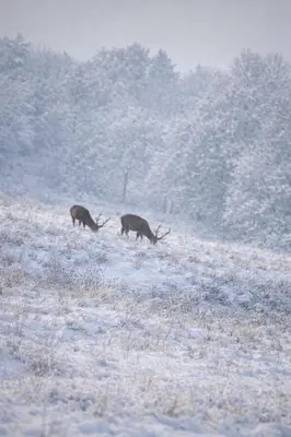 three animals grazing in a snow covered field at Zacisze Krzeszów in Krzeszów