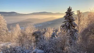 a snow covered forest with a tree in the foreground at Blejkówka in Stryszawa