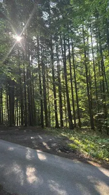 a forest with the sun shining through the trees at Uroczysko pod Babią Górą in Zawoja
