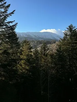 a group of trees with a mountain in the background at Uroczysko pod Babią Górą in Zawoja