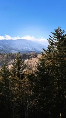 a group of trees with mountains in the background at Uroczysko pod Babią Górą in Zawoja