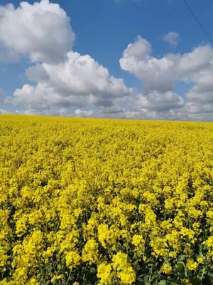 a field of yellow flowers with a blue sky at Apartament Pod Dębiną