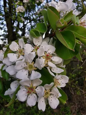 a bunch of white flowers on a tree at Apartament Pod Dębiną