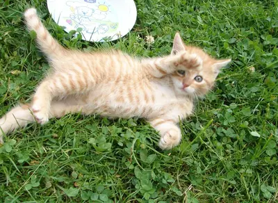 an orange kitten is laying in the grass at Agroturystyka Śliwkowy Sad in Biesiadki