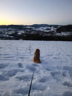 a dog is sitting in the snow at Domek Gruszkowy Wzorek in Łącko