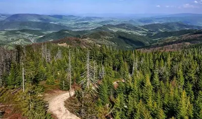 an aerial view of a forest of trees on a mountain at Przytulny pokój z łazienką Cosy Room with Bathroom in Rabka