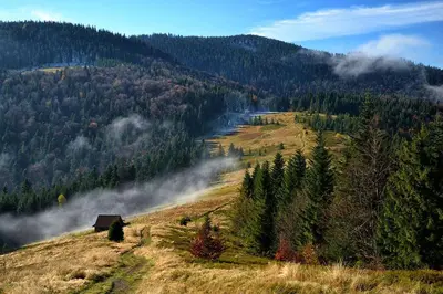 a grassy hill with a house in the middle of a forest at Apartament in Rabka
