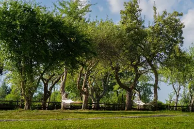 a row of trees in a park with grass at Moon Glamping