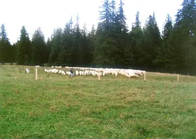a herd of sheep standing in a field at Gospodarstwo Agroturystyczne Watra in Koninki