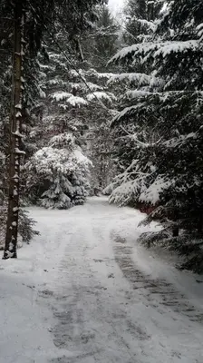 a snow covered road in a forest with trees at Domek Krasnal in Juszczyn