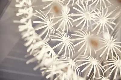 a bunch of white flowers on a wall at PlayRoom II Apartment in Kraków