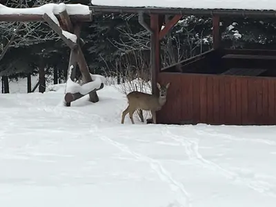 a deer standing in the snow next to a fence at Agroturystyka Leśny Zakątek in Stryszawa