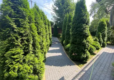 a garden with a row of trees and a sidewalk at Apartament Bielany Kraków in Kraków