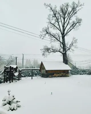 a barn with a tree and snow on the ground at Gniazdko Pod Lipą in Andrychów