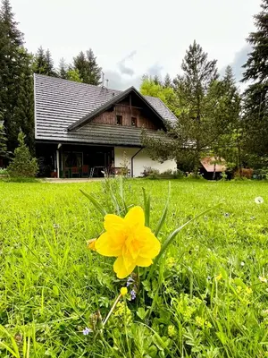 a yellow flower in the grass in front of a house at Jałowcówka Centrum Aktywności Psychoruchowej in Koszarawa