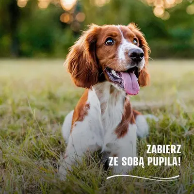 a brown and white dog laying in the grass at Wioska Indiańska River Park Zator SPA RESORT in Zator