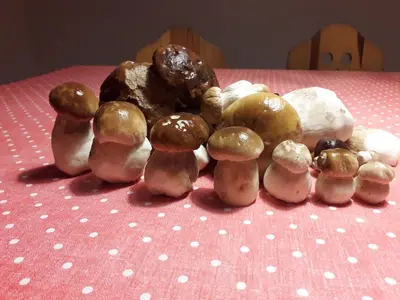 a group of mushrooms on a pink table at Dom w górach in Zawoja