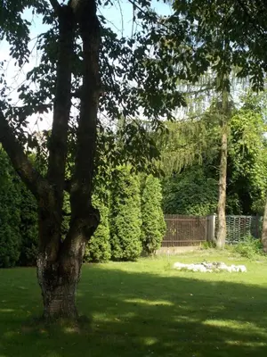 a tree in the middle of a green yard at Apartamenty Nad Wisłą in Skawina