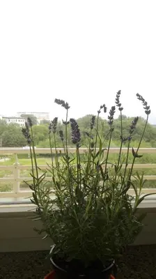 a plant in a pot in front of a window at GreenApartament in Kraków