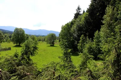 a grassy field with trees in a field at Zawoja Chaty Górskie D4 in Zawoja