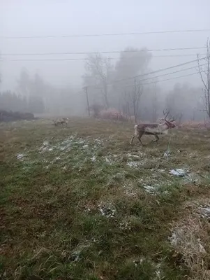 two deer running in a field in the fog at Zajazd Turystyczny Stara Gawęda in Czechówka