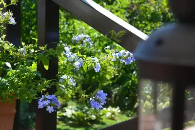 a window with a bunch of purple flowers in a pot at Leśna 6 - House with a garden in Bolechowice