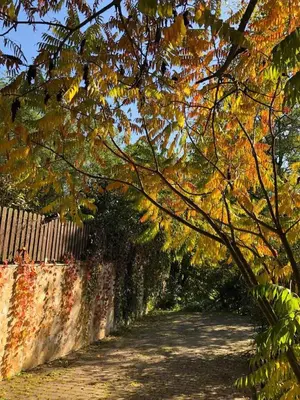 a tree with autumn leaves on it next to a fence at Leśna 6 - House with a garden in Bolechowice