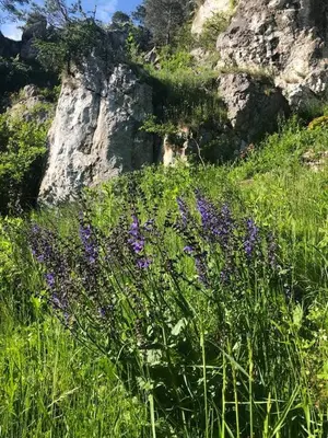 a field of purple flowers in the grass at Leśna 6 - House with a garden in Bolechowice