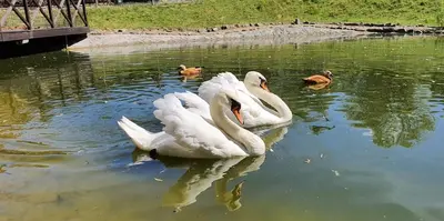 three white swans are swimming in the water at Hotel Zajazd Celtycki in Zakrzów