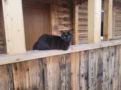 a black cat sitting on top of a wooden fence at Fantastic View Vineyard Beskid Mountains in Gruszów