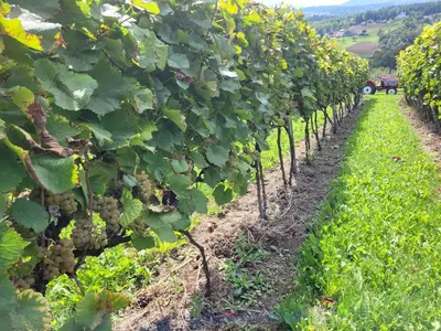 a row of grapes in a vineyard at Fantastic View Vineyard Beskid Mountains in Gruszów