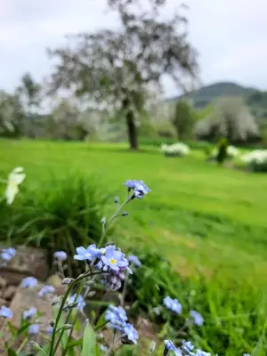 a bunch of blue flowers in a field at Gospodarstwo Gościnne Księżycówka in Rajbrot