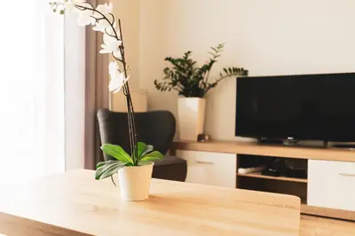a plant sitting on a table in a living room at Przy Mocaku II in Kraków