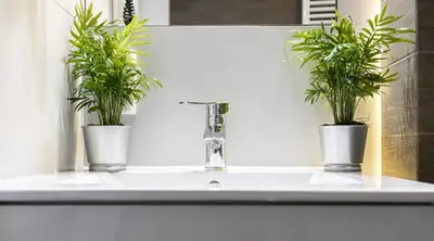 two potted plants sitting on a bathroom sink at Ariańska Apartment - lift & AC in Kraków