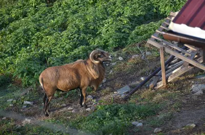 a ram standing on the side of a hill at Malinowy Domek in Młyńczyska