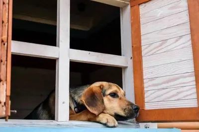a dog laying on the ground looking out of a door at Grand Panorama in Wiśniowa