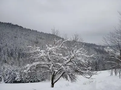 a tree covered in snow in front of a mountain at Agroturystyka Oblica in Zawoja