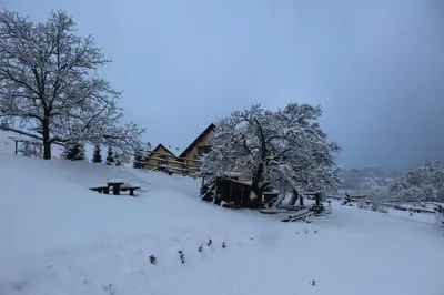 a group of birds walking around in the snow at Nad Zalewem in Jaszczurowa