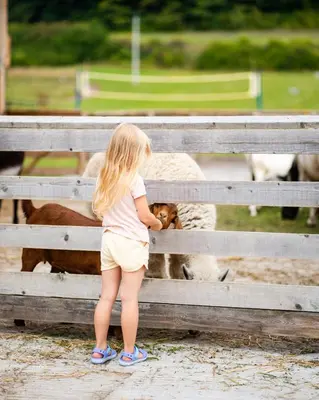 a little girl looking through a fence at some sheep at Dosłońce Resort Wellness & Farm in Racławice