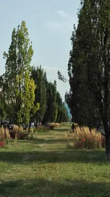 a field with trees and a cow in the distance at Apartament Krakowski Styl in Kraków