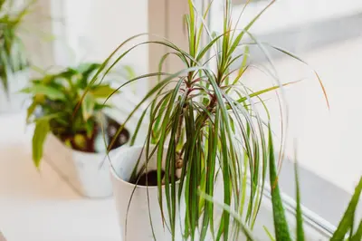 two potted plants sitting on a window sill at City Center Apartment by CityBeat in Kraków