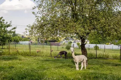 two llamas standing in a field next to a tree at Eko Hotel Na Wierzynka & Park Pinokia in Wieliczka