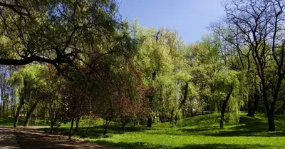 a path in a park with trees and grass at Apartament 