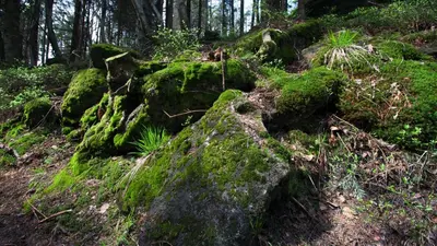 a rock covered in green moss in the woods at Pokoje w Oberży Czarny Groń in Rzyki