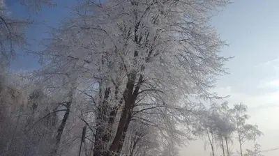 a large tree covered in ice and snow at Staś -przy szkole nr 3 w Skawie in Skawa