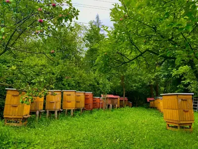 a row of wooden beehives sitting in the grass at Agroturystyka SKALNE in Szczawa