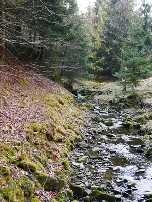 a stream in the middle of a forest at Rodzinny Dom Wypoczynkowy Grzechynia Carchla in Grzechynia