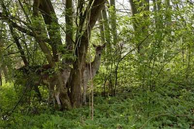 a deer standing next to a tree in the woods at Country Rooms in Bachowice