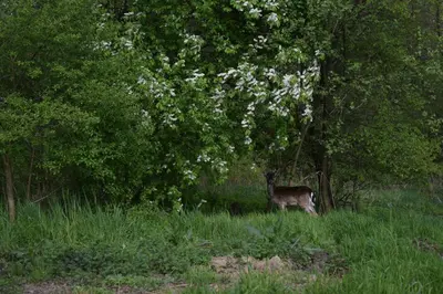 a deer standing in the grass under a tree at Country Rooms in Bachowice