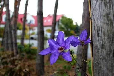 a purple flower is growing next to a fence at Hotel Zabawa in Zabawa